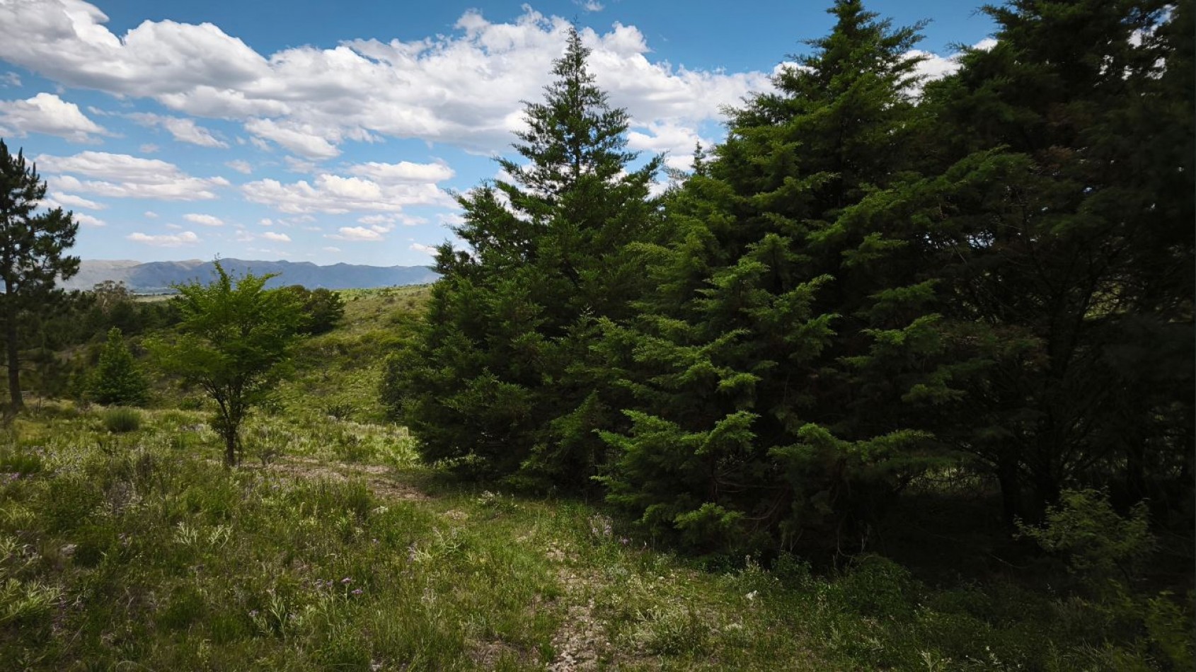 VENTA DE CAMPO DE 7 HECTAREAS CON 2 CABAÑAS DE TRONCOS EN LOS REARTES